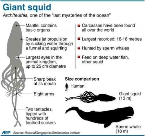 GiantSquid Facts