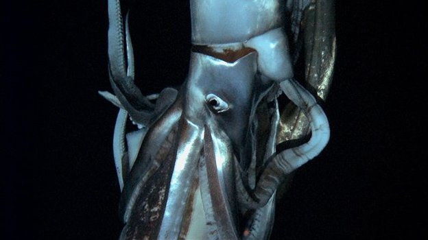 color-squid