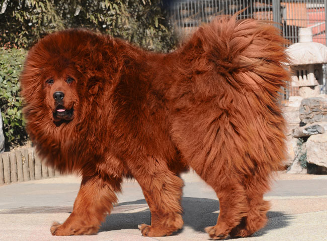 Red-Tibetan-Mastiff