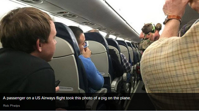 Pig-on-a-Plane